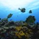 Best Caribbean Coral Reefs Playa Del Carmen