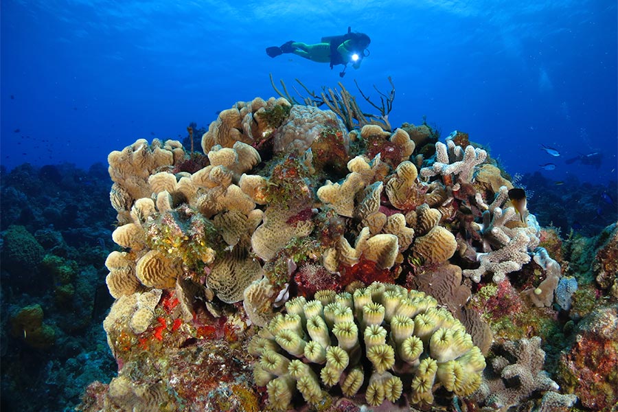 Best Caribbean Islands for Scuba Diving - Cozumel - mejores islas caribeñas para bucear