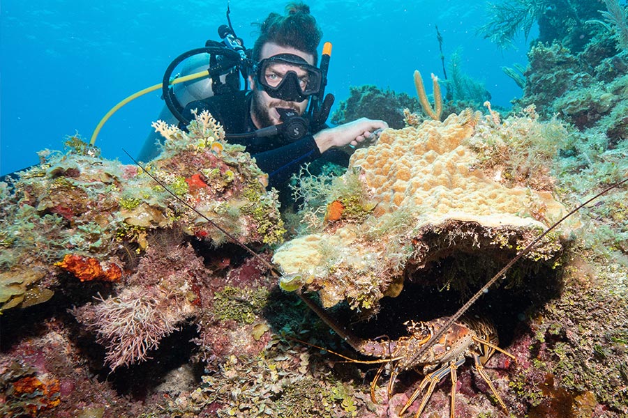 Best Caribbean Islands for Scuba Diving - Jamaica mejores islas caribeñas para bucear