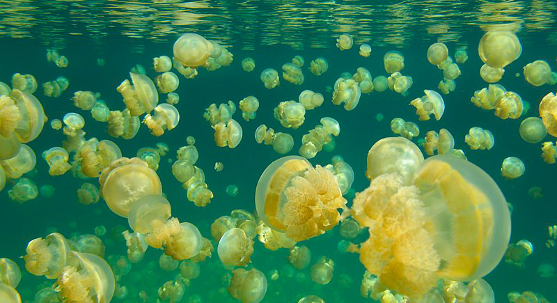 Best Diving spots in the world - Jellyfish Lake