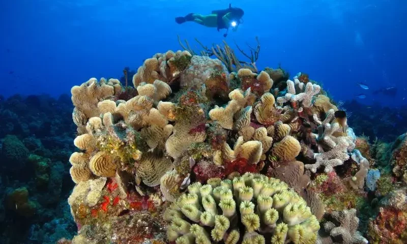 Best Places for Beginner Scuba Divers 2 Los mejores destinos para buceadores principiantes en todo el mundo