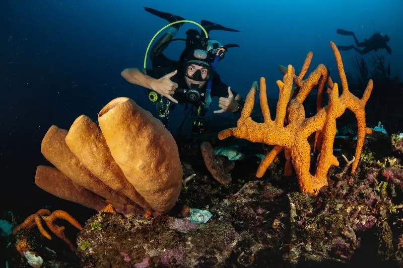Best Places for Beginner Scuba Divers 5 Los mejores destinos para buceadores principiantes en todo el mundo.