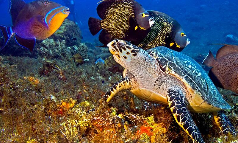 Best Scuba Diving Places in the Caribbean - mejores lugares de buceo en el Caribe