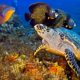 Best Scuba Diving Places in the Caribbean - mejores lugares de buceo en el Caribe