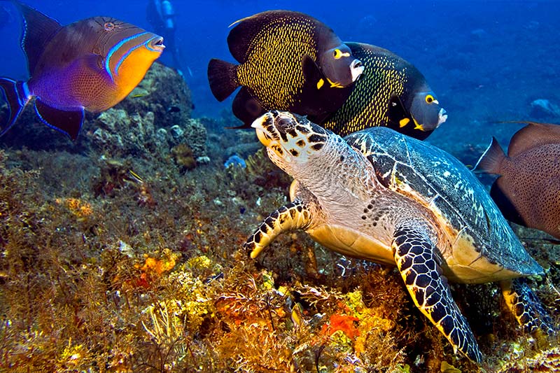 The 7 Best Scuba Diving Places in The Caribbean Sea