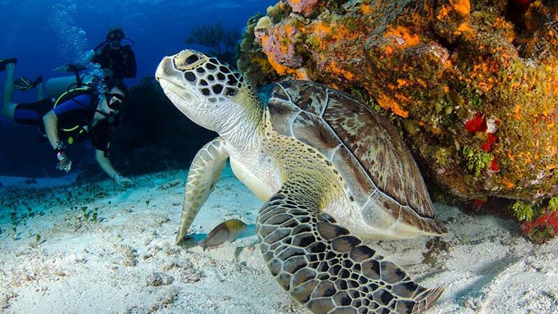 Best Scuba Diving Places -  mejores lugares de buceo - 6