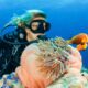 Best diving spots in the world (3) Los mejores lugares para bucear en el mundo