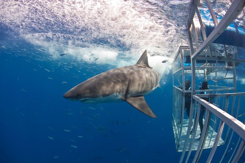 Best scuba diving in mexico - guadalupe- el mejor buceo en mexico