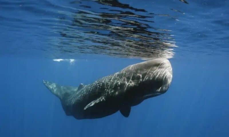 Biggest Animals in the Sea - Los animales más grandes del mar (3)