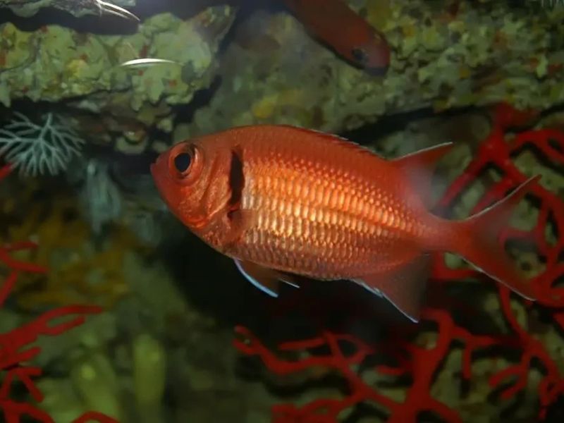 Blackbar Soldierfish