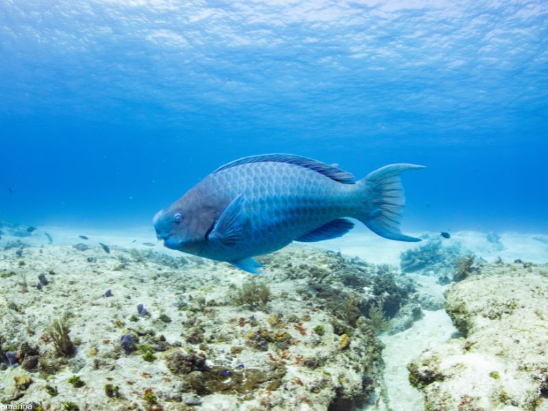Blue parrotfish