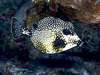 Boxfish