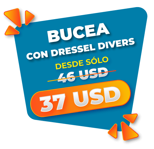 bucea desde 37 usd