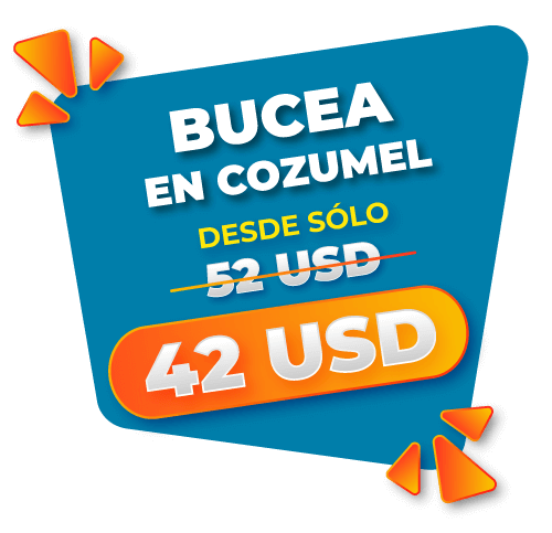 Bucea con la vida marina de Cozumel