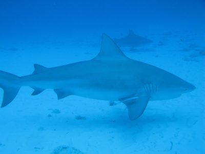 Bull Shark Excursion with Dressel Divers