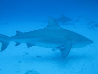 tours plongée requin-bouledogue