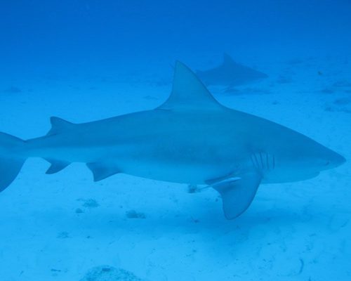 Bull Shark Diving Excursion with Dressel Divers