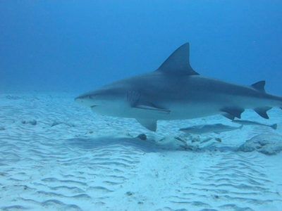 excursión buceo tiburón toro