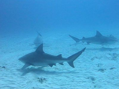 tour plongée requin-bouledogue