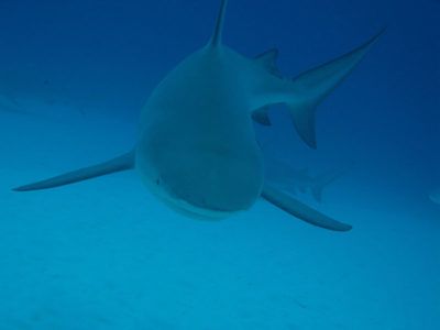 excursion requin taureau plongée