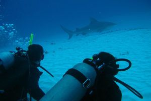 bull shark mexico