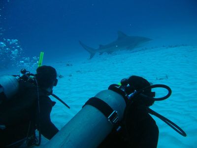 bull shark mexico