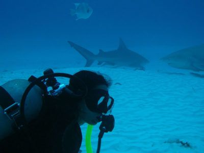 activités plongée requin-bouledogue