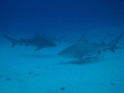 buceo tiburón toro