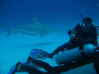 hacer buceo tiburón toro