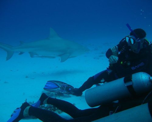 Bull Shark Diving Excursion with Dressel Divers