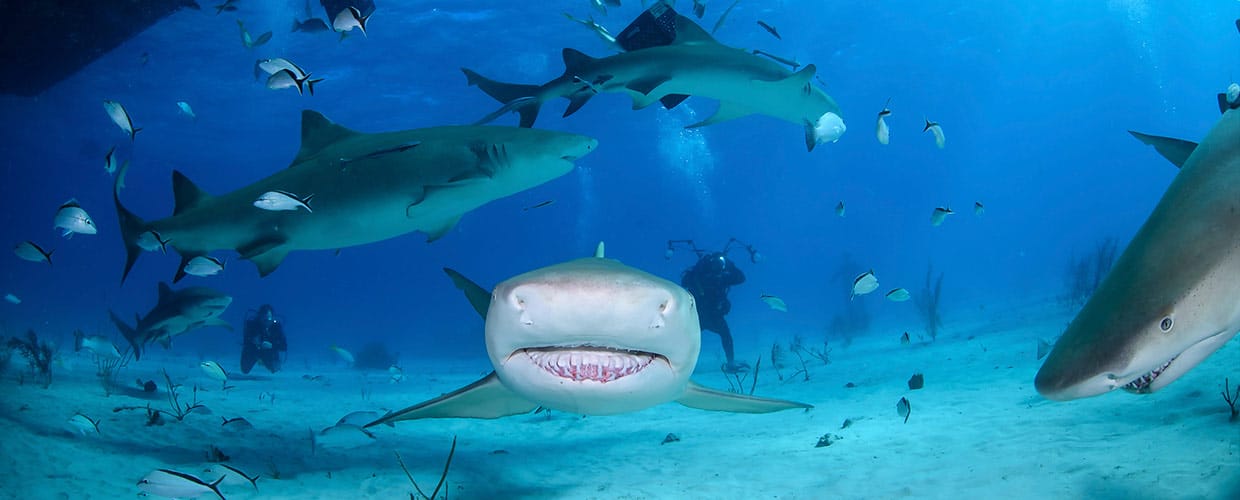 bull shark diving excursión - excursión de buceo con tiburones toro
