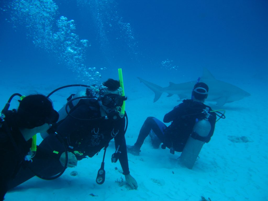 Diving with bull sharks in the Playa del Carmen (Caribbean)