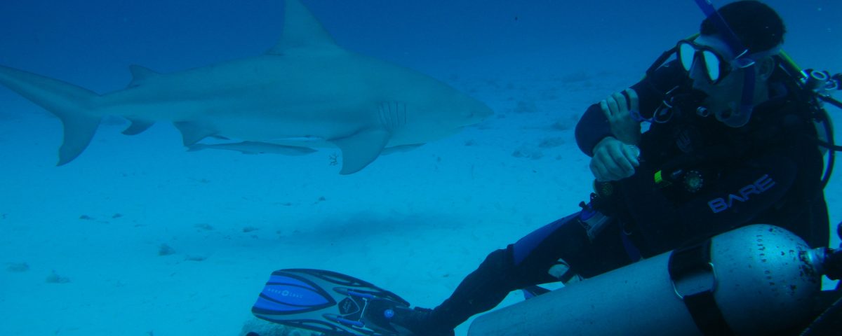 Diving with bull sharks in Playa del Carmen