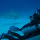 Diving with bull sharks in Playa del Carmen