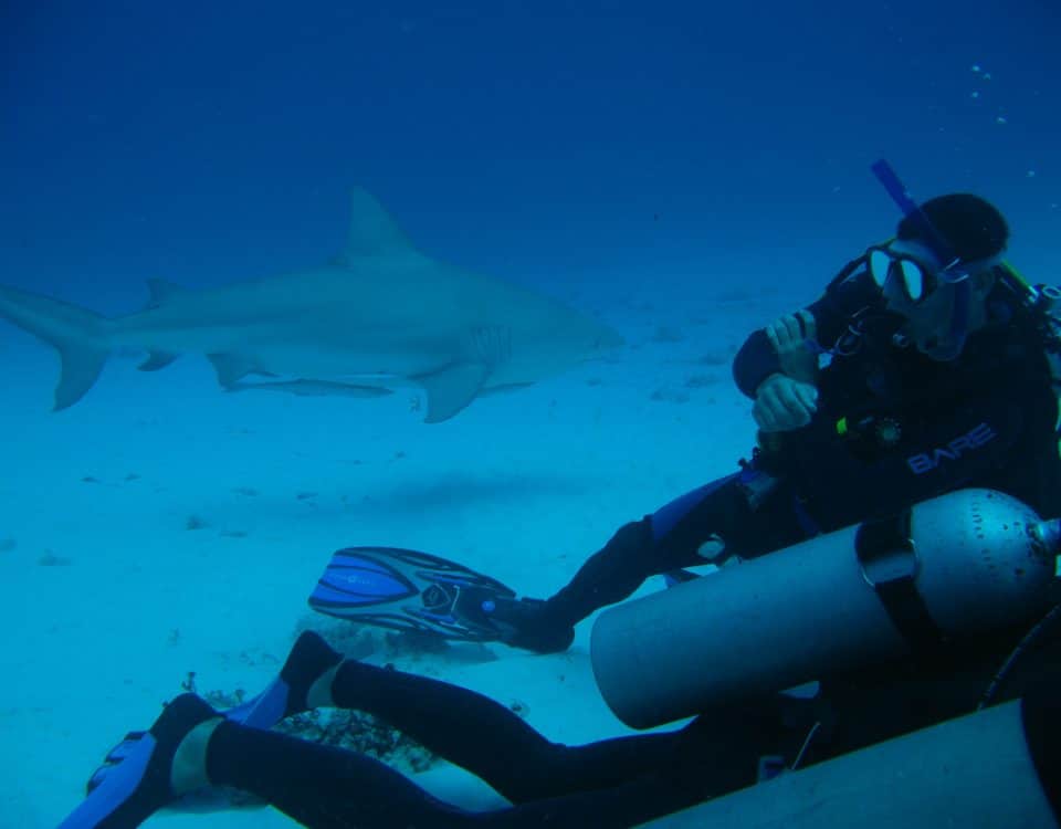 Diving with bull sharks in Playa del Carmen