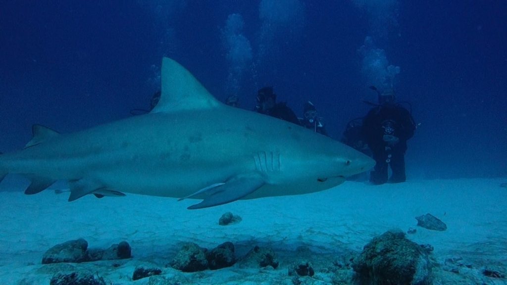 Diving with bull sharks in Playa del Carmen with Dressel Divers