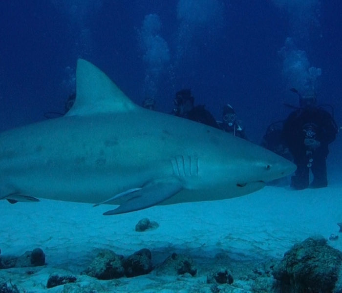 Bull shark diving in Playa del Carmen 07