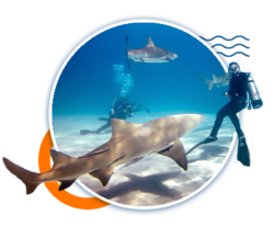 Bull_Shark_Diving_Excursion