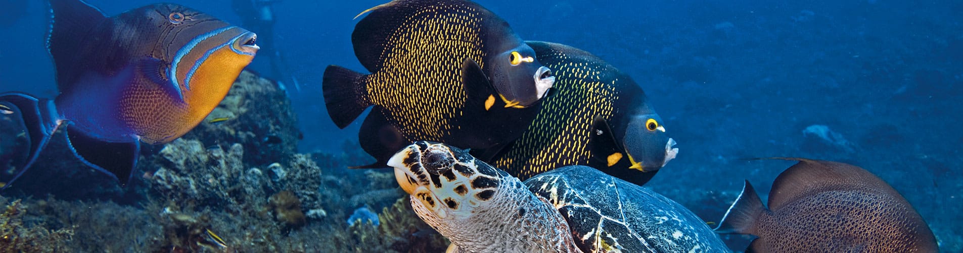 COZUMEL Excursion & Tour with Dressel Divers