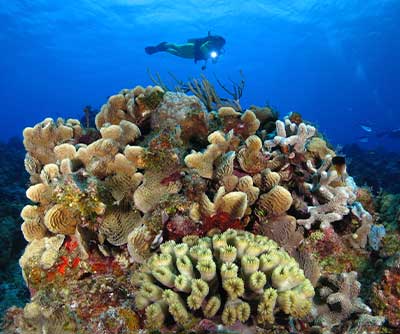 COZUMEL Excursion & Tour with Dressel Divers