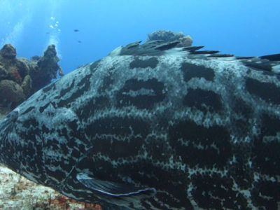 Cozumel tour