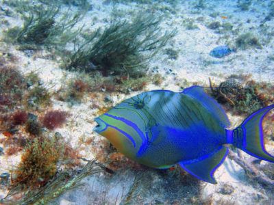 messico escursione Cozumel