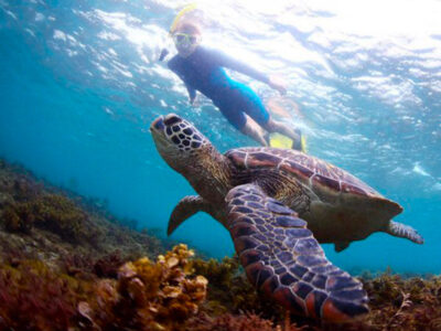 escursioni Cozumel dressel divers