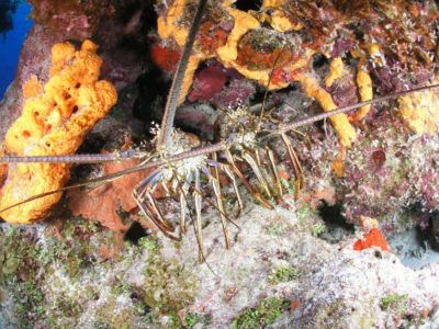 submarinismo cozumel