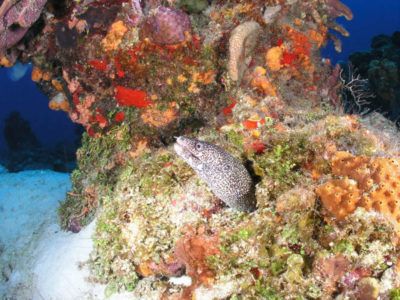 dressel divers tour Cozumel