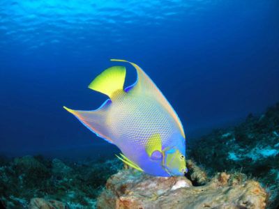 tour Cozumel dressel divers