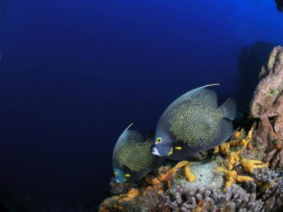 Cozumel Tauchausflüge