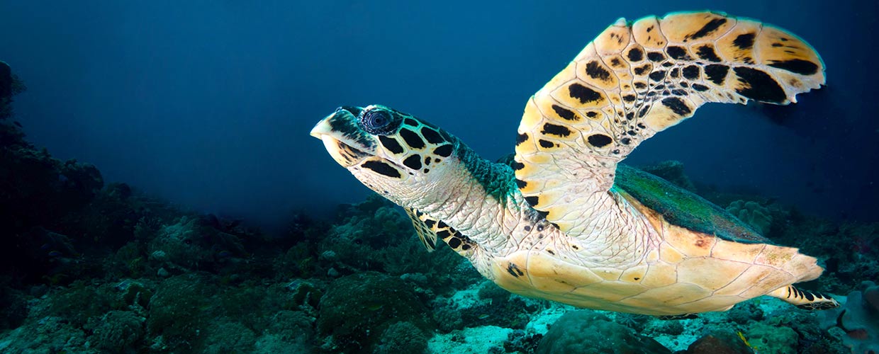 Scuba diving from CANCUN with Dressel Divers