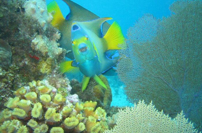 cancun dive shops