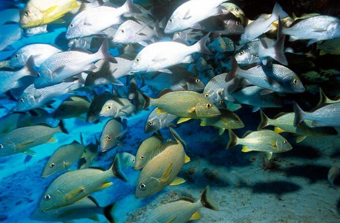 centros buceo cancún